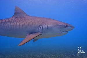 One of 5 Tiger Sharks which visited us on this particular... by Steven Anderson 